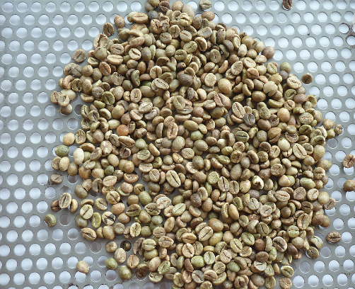 Bắn màu cà phê Robusta